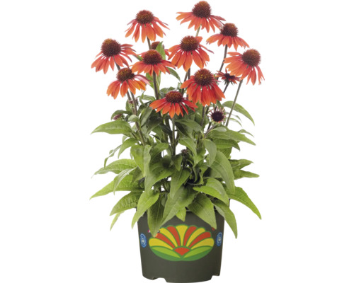Solhattmix FLORASELF Echinacea Co 2L tillfälligt sortiment