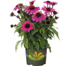 Solhattmix FLORASELF Echinacea Co 2L tillfälligt sortiment
