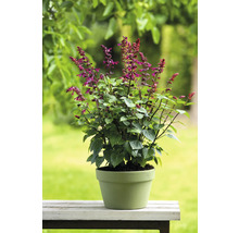 Salviaväxt i kruka för trädgården