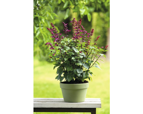 Salviaväxt i kruka för trädgården