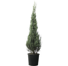 Cypress i kruka