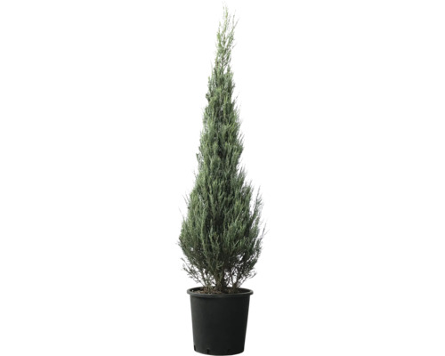 Cypress i kruka