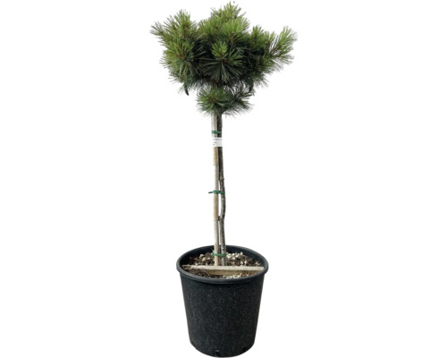 Weymouthtall halvstamm FLORASELF Pinus strobus Radiata stamhöjd 80cm totalhöjd ca 140cm Co 25L