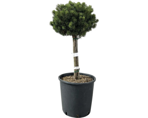 Bergtall kvartsstamm FLORASELF Pinus mugo 'Mops' stamhöjd 50cm totalhöjd ca 80cm Co 25L