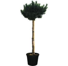 Tallbonsai i kruka