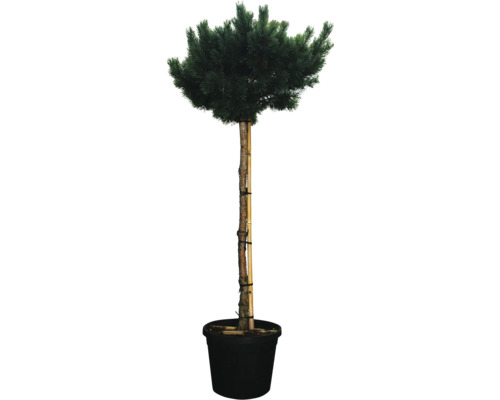 Tallbonsai i kruka