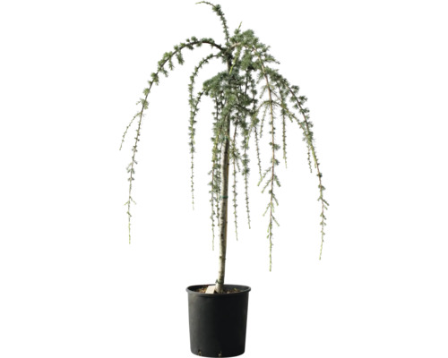 Atlasceder halvstam FLORASELF Cedrus atlantica 'Glauca Pendula' stamhöjd 80cm totalhöjd ca 140cm Co 18L Atlasceder halvstam FLORASELF Cedrus atlantica 'Glauca Pendula' stamhöjd 80cm totalhöjd ca 140cm Co 18L