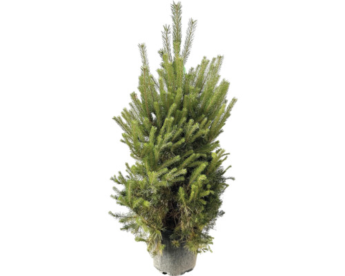 Tall FLORASELF Pinus sylvestris ca 125cm Co 30L