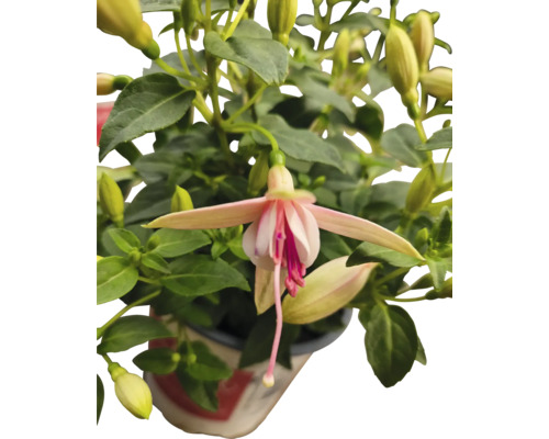 Fuchsiablomma i en kruka
