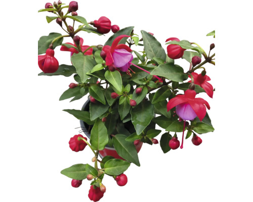 Fuchsia i en kruka med gröna blad och blommor