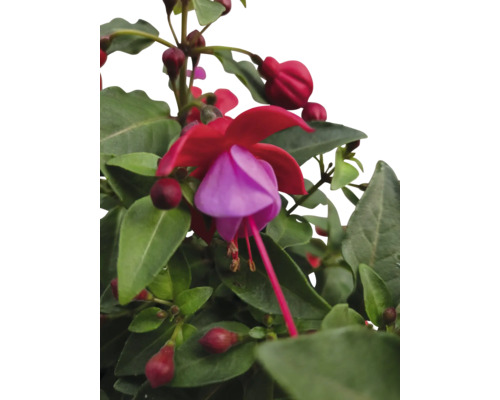 Fuchsiablomma med gröna blad
