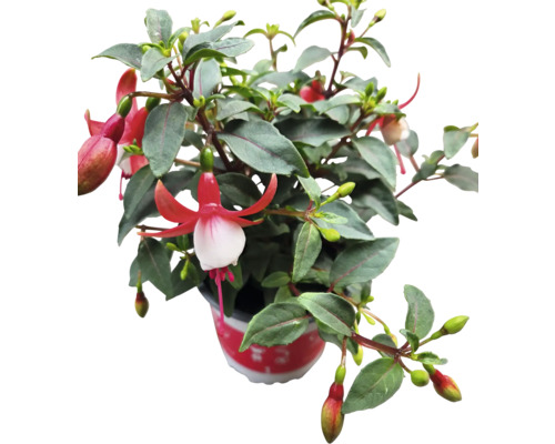 Fuchsia planta i kruka med röda och vita blommor