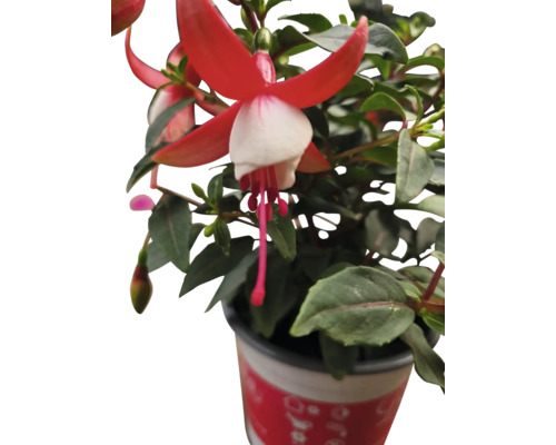 Fuchsiaväxt med röda och vita blommor i kruka