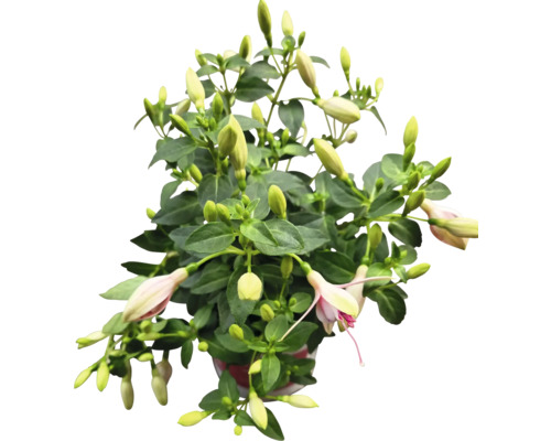 Fuchsia i kruka med gröna blad och blomknoppar