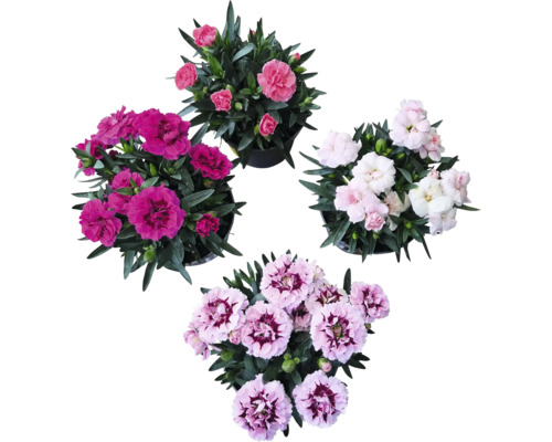Nejlika mix FLORASELF Dianthus caryophyllus 'Super Trooper' 15-18cm Ø10,5cm tillfälligt sortiment Nejlika mix FLORASELF Dianthus caryophyllus 'Super Trooper' 15-18cm Ø10,5cm tillfälligt sortiment