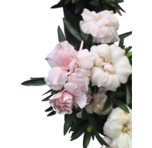 Närbild av rosa och vita nejlikor med blad