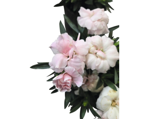 Närbild av rosa och vita nejlikor med blad