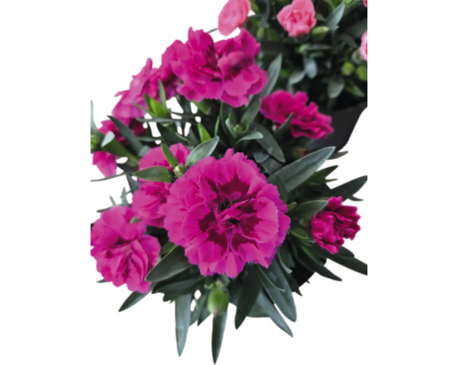 Nejlikablommor med gröna blad