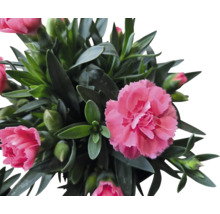 Nejlikväxt med gröna blad och rosa blommor