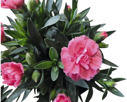 Nejlikväxt med gröna blad och rosa blommor