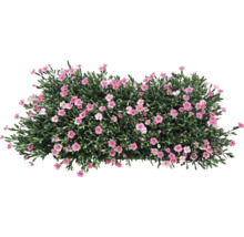 Buske med rosa blommor