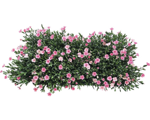 Buske med rosa blommor