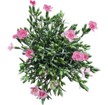 Nejlikväxt med rosa blommor