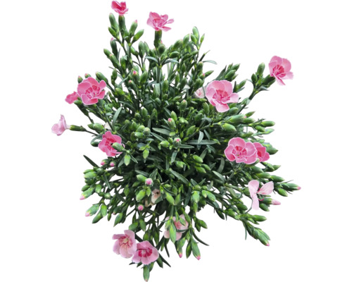 Nejlikväxt med rosa blommor