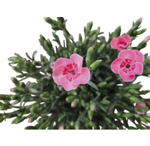 Närbild av en rosa nejlika med gröna blad