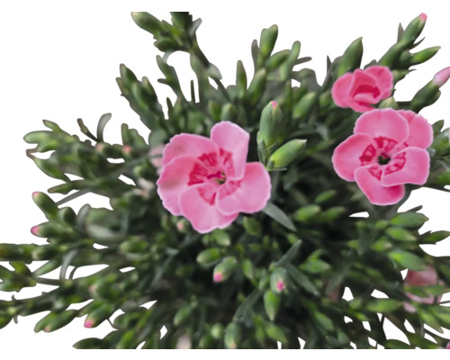 Närbild av en rosa nejlika med gröna blad