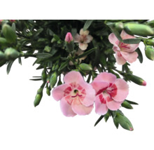 Nejlikablommor med gröna blad