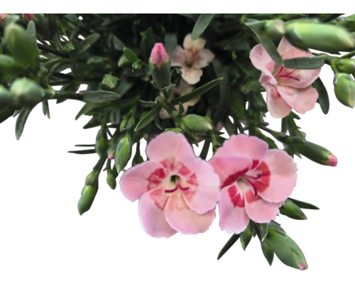 Nejlikablommor med gröna blad