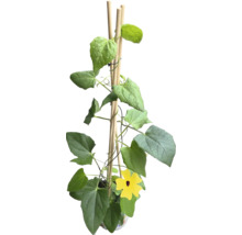 Svartöga FLORASELF Thunbergia alata totalhöjd ca 40cm krukstorlek Ø12/13cm
