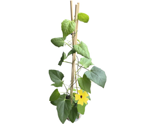 Klätterväxt med gula blommor och klätterstöd av trä