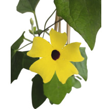 Svartöga FLORASELF Thunbergia alata totalhöjd ca 40cm krukstorlek Ø12/13cm