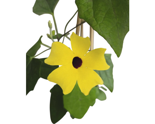 Gul svartögda susanna med blad