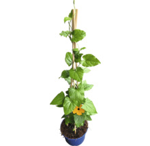Svartöga FLORASELF Thunbergia alata totalhöjd ca 40cm krukstorlek Ø12/13cm