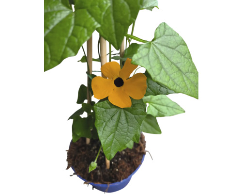 Blommande växt med gula blommor och gröna blad i kruka