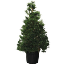 Svarttall buske FLORASELF Pinus nigra ca 125cm Co 30L