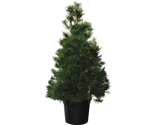 Svarttall buske FLORASELF Pinus nigra ca 125cm Co 30L