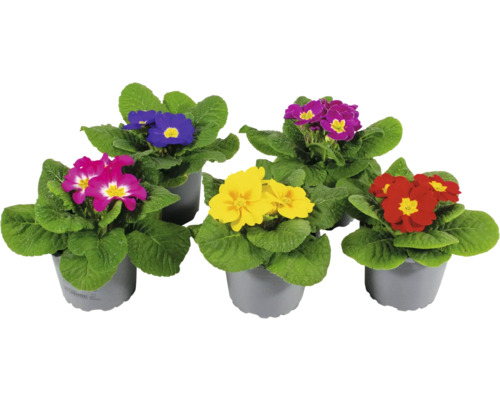 Jordviva FLORASELF Primula acaulis Ø9cm sorterad