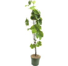 Vinranka i kruka med gröna blad