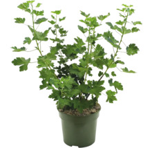 Ekologist kruksbär FLORASELF Bio Ribes uva-crispa 'Captivator' Co 3L