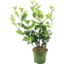 Växt i kruka med gröna blad.