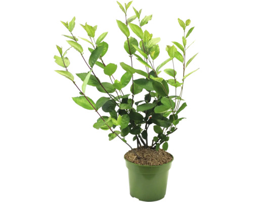 Växt i kruka med gröna blad.