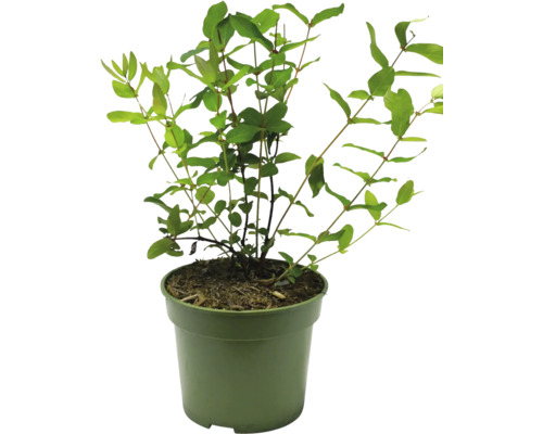 Växt i kruka för inomhusbruk