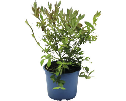 Blåbärsbuske i en kruka