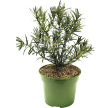 Ekologiskt havtorn FLORASELF Bio Hippophae rhamnoides 'Tytti' (honplanta) Co 3L