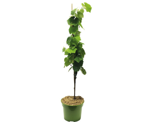 Vinranka i kruka med stödpinne