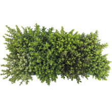 Bild av timjanplantor i en behållare